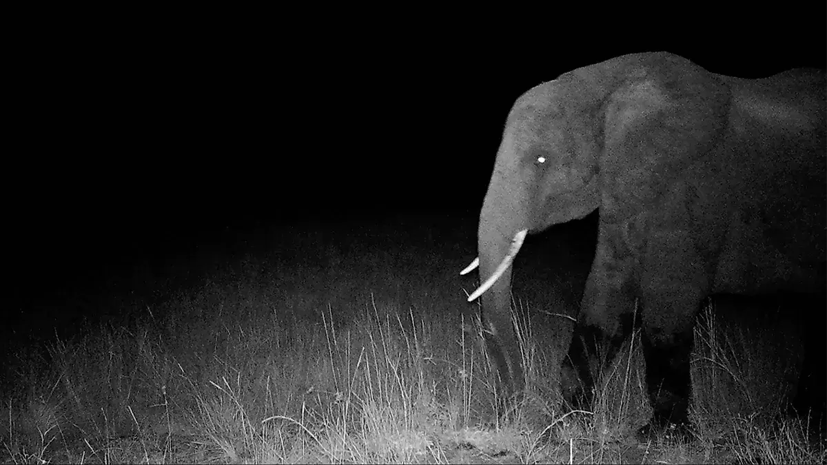Stream National Geographic’s Ghost Elephants now in Apps > Disney+ or just say “Disney+”.