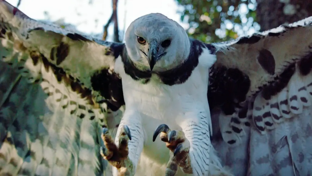 Watch Raptors from Monday 4 August on Virgin TV Ultra HD (CH 175/999).