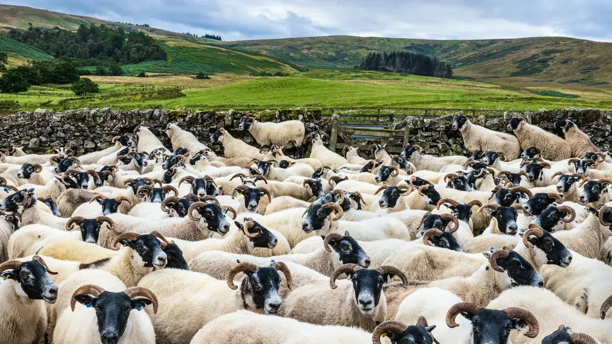 Smart Swarms on the Virgin TV Ultra HD channel this month.