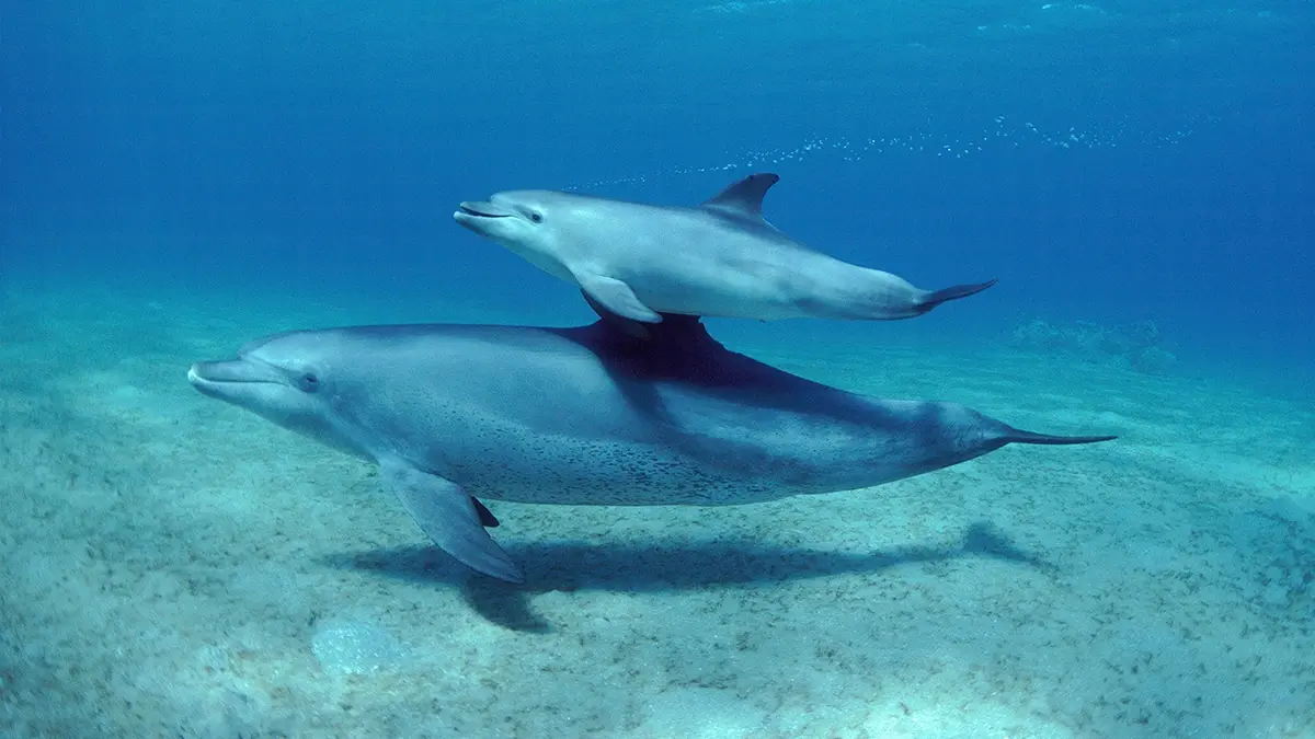 A dolphin leads their young through the ocean in Parenthood on BBC iPlayer.