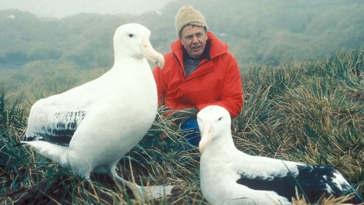 Here... we see Attenborough meeting two albatross in The Living Planet (1984).