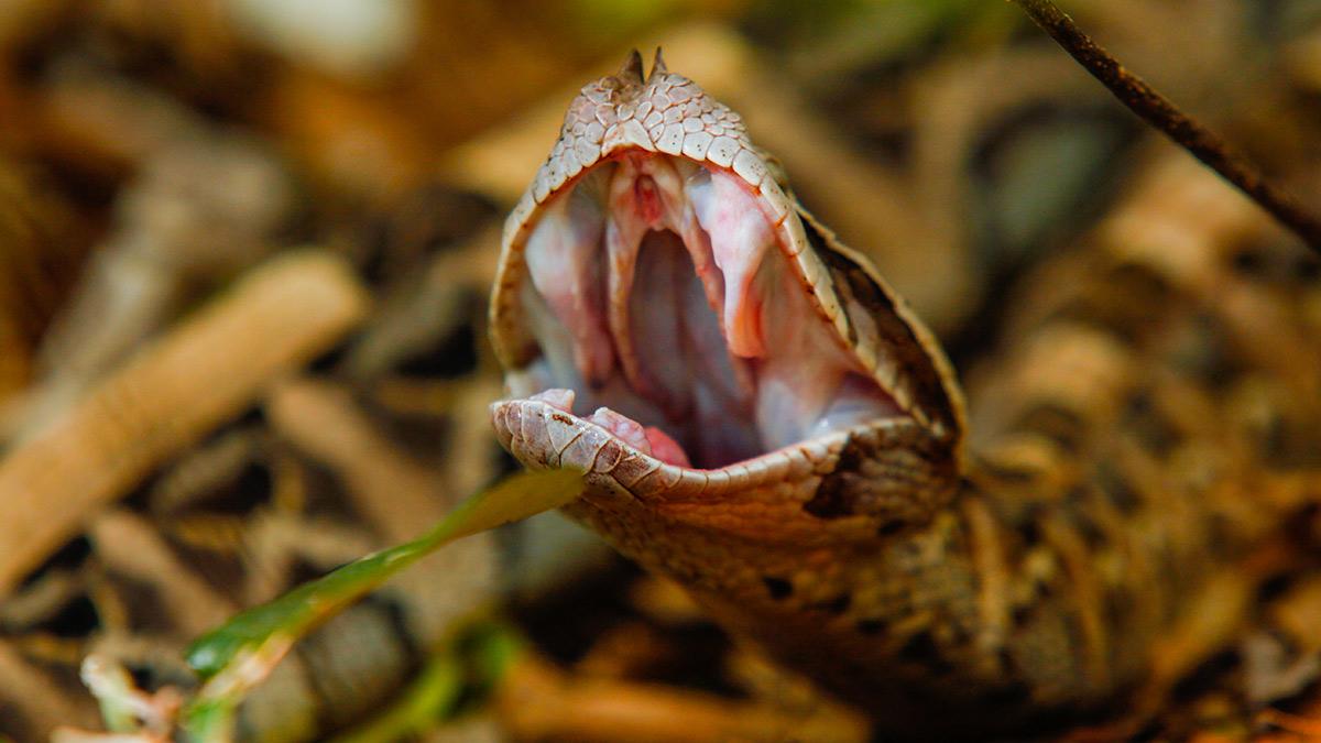 Watch Incredible Fangs from Tuesday 11 November on Virgin TV Ultra HD (CH 175/999).