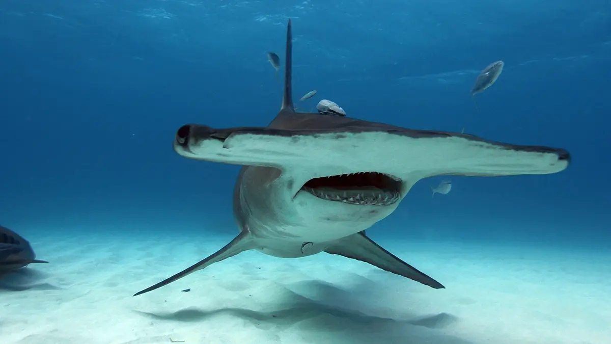 Watch Incredible Fish on Tuesday 26 August on Virgin TV Ultra HD (CH 175/999).