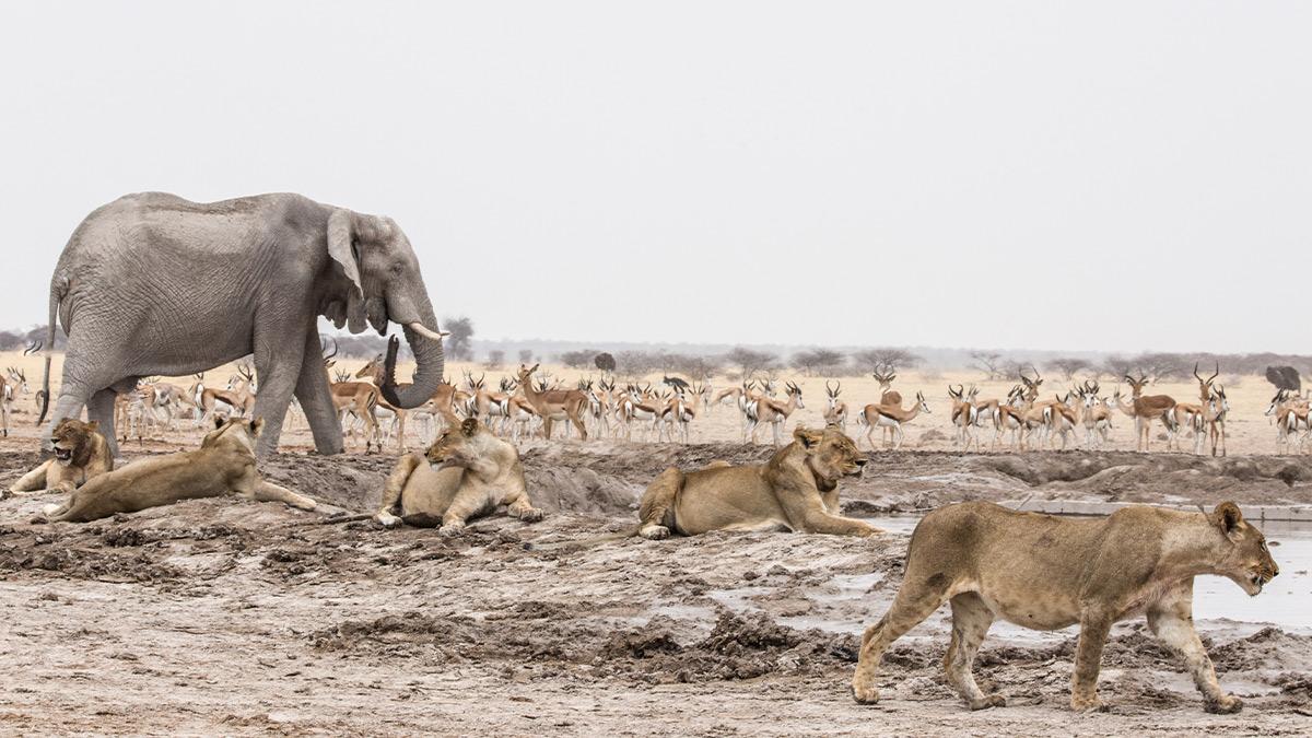Watch Desert Lions from Wednesday 17 September on Virgin TV Ultra HD.
