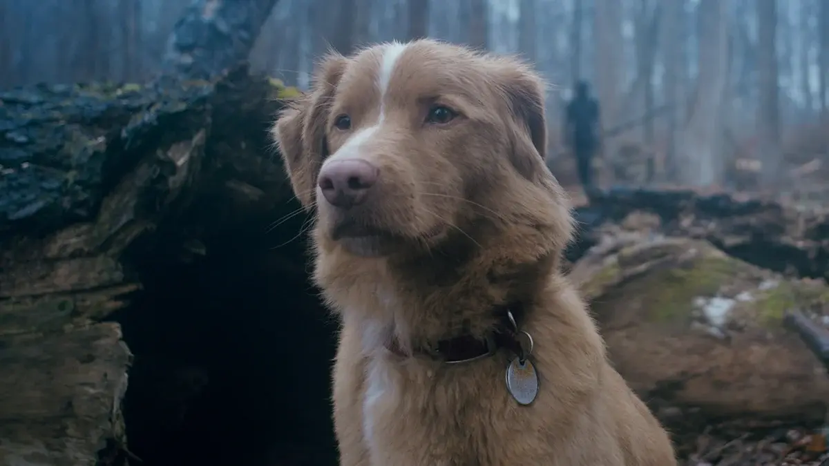 Good Boy, available on Virgin Media Store this November.