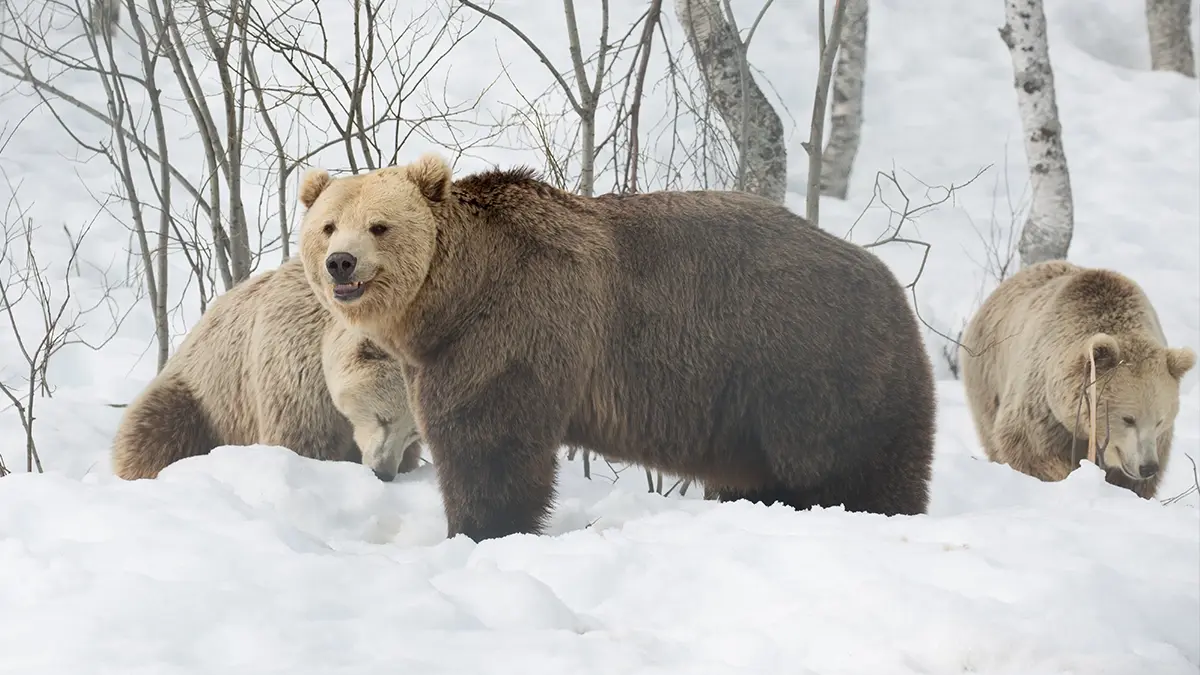 Watch Wolf Vs Bear on Wednesday 27 August on Virgin TV Ultra HD (CH 175/999).