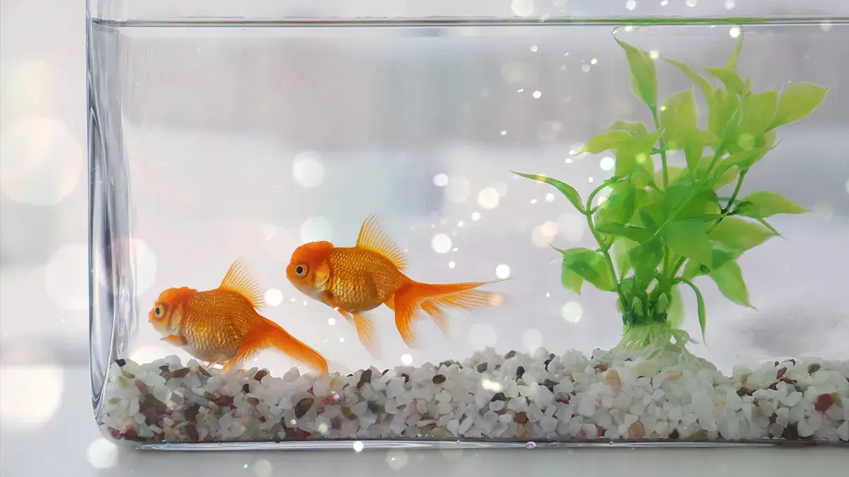 Home features like fish tanks or reflective surfaces can weaken your WiFi signal.