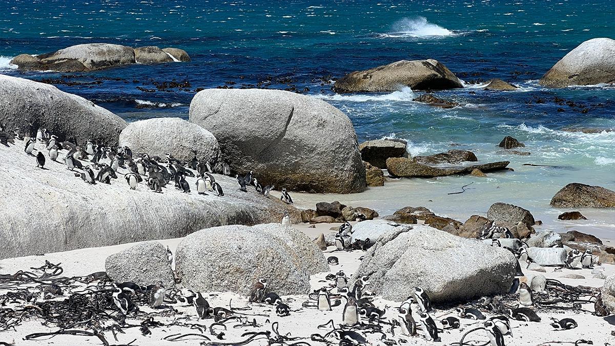 Western Cape: Africa’s Garden Eden on Virgin TV Ultra HD