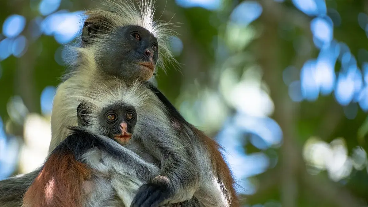 Evolution Earth: Islands in the World Environment Day showcase on CH 100.