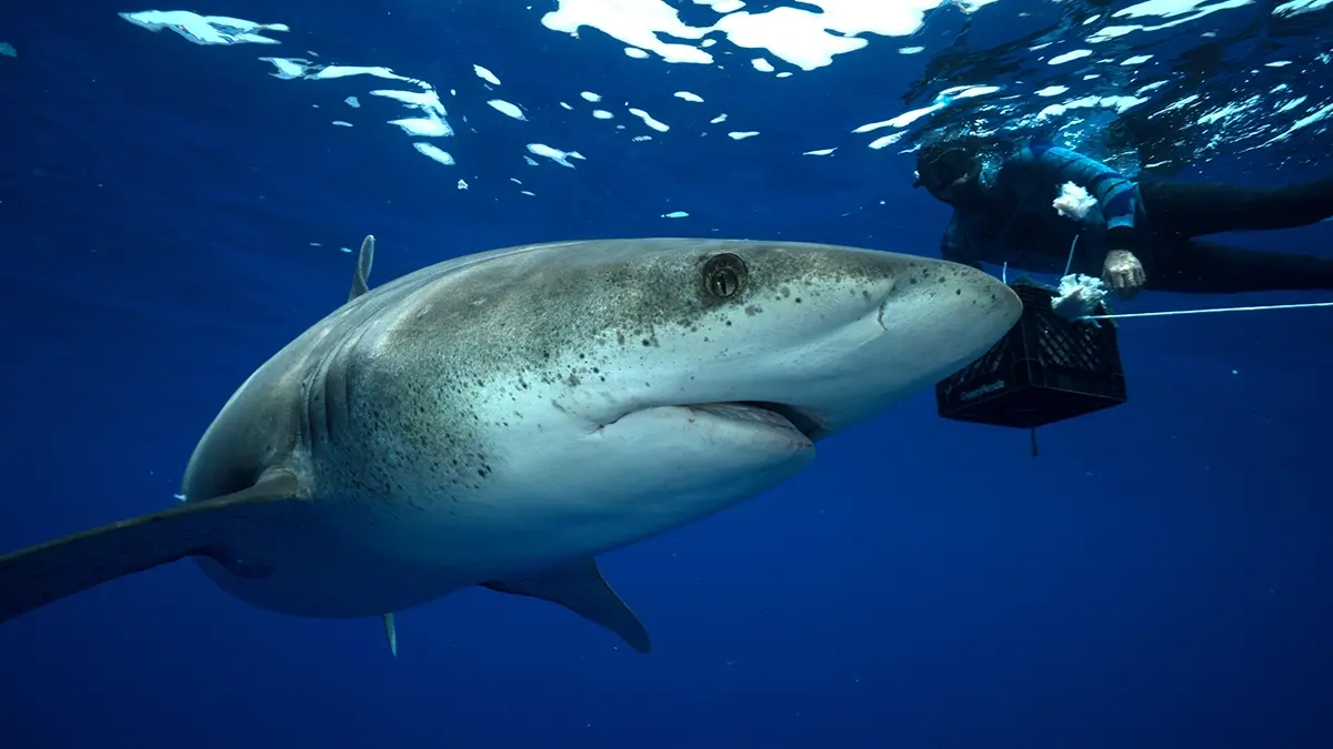 Watch Oceanic Whitetip: The Shipwreck Shark on Wednesday 13 August on Virgin TV Ultra HD (CH 175/999).