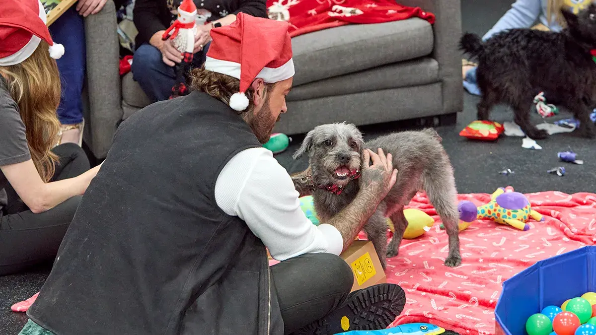Watch Pete Wicks: For Dogs’ Sake – Christmas Special on demand this month.