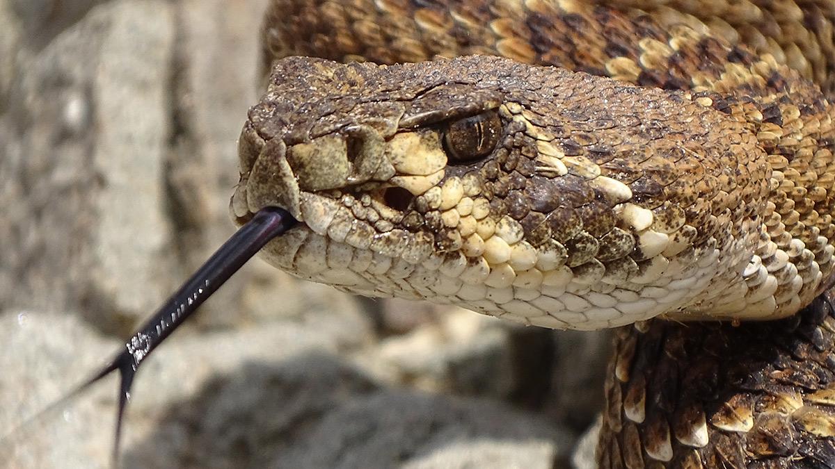 Watch Realm Of The Rattlesnake from Thursday 11 September on Virgin TV Ultra HD.
