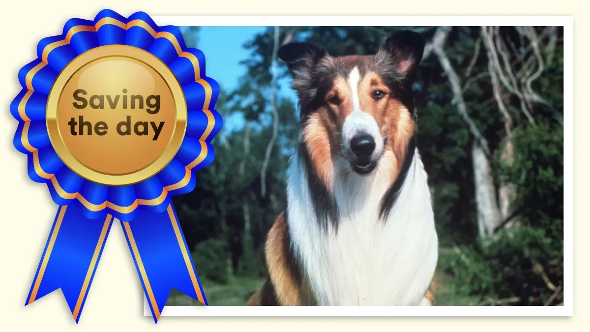 Lassie: Best in Show for saving the day.