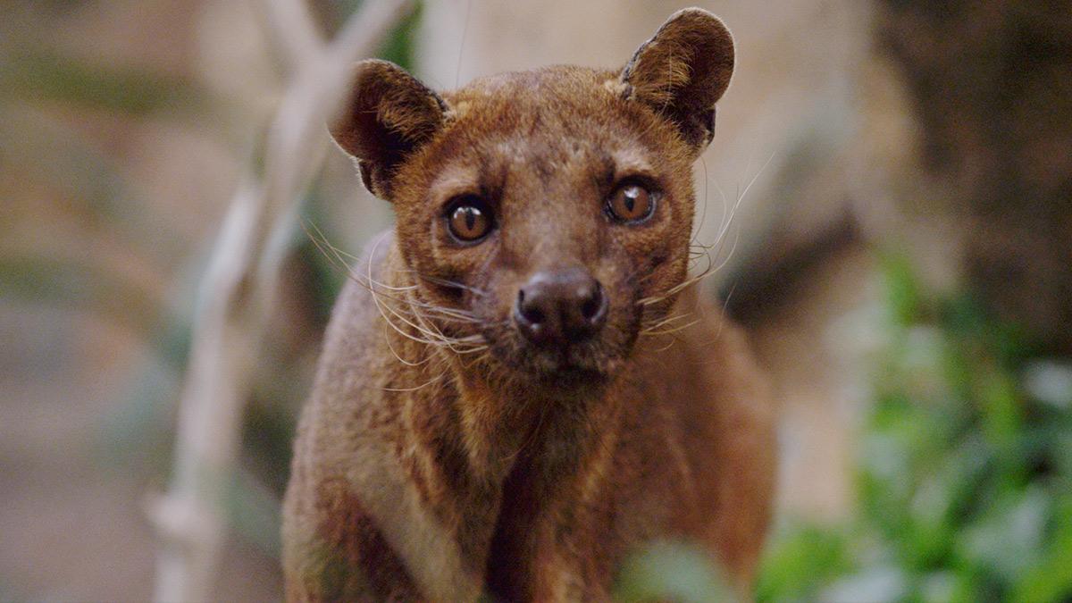 Wild Wonders Of Madagascar on Virgin TV Ultra HD