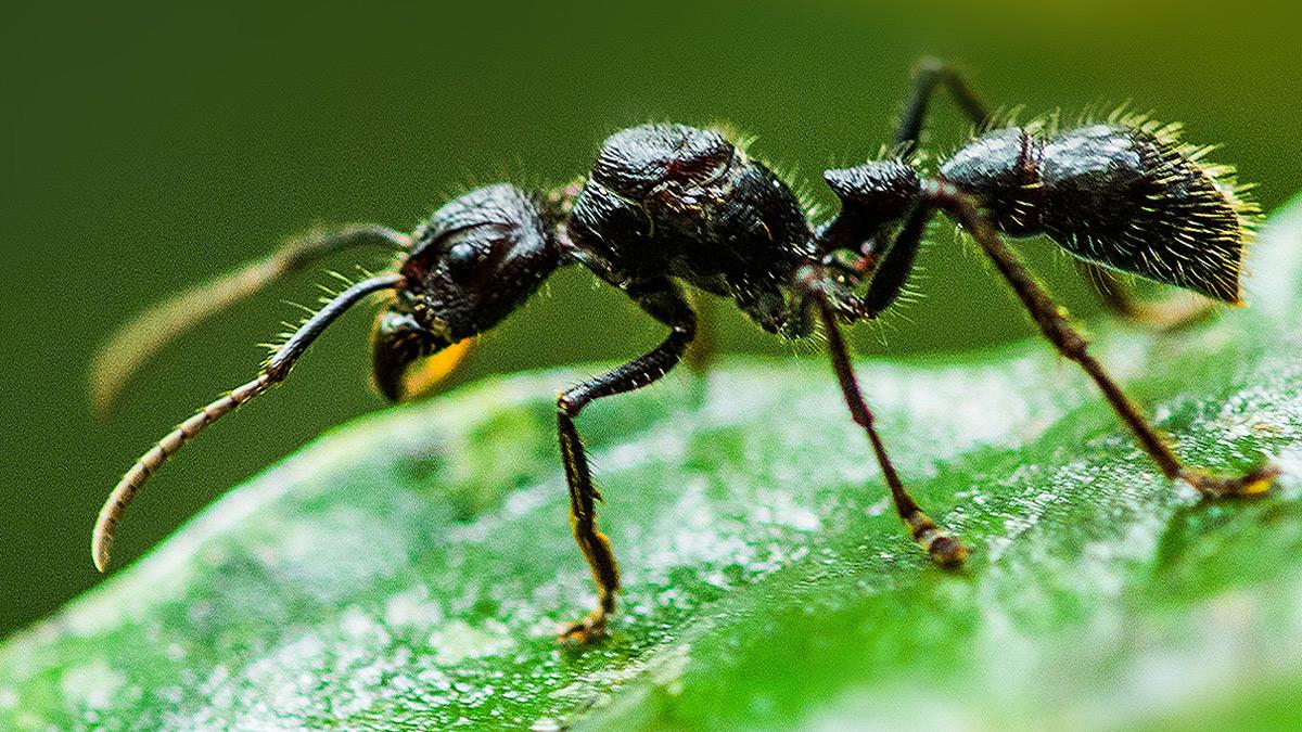 Watch Fabulous Insects from Monday 17 November on Virgin TV Ultra HD (CH 175/999).