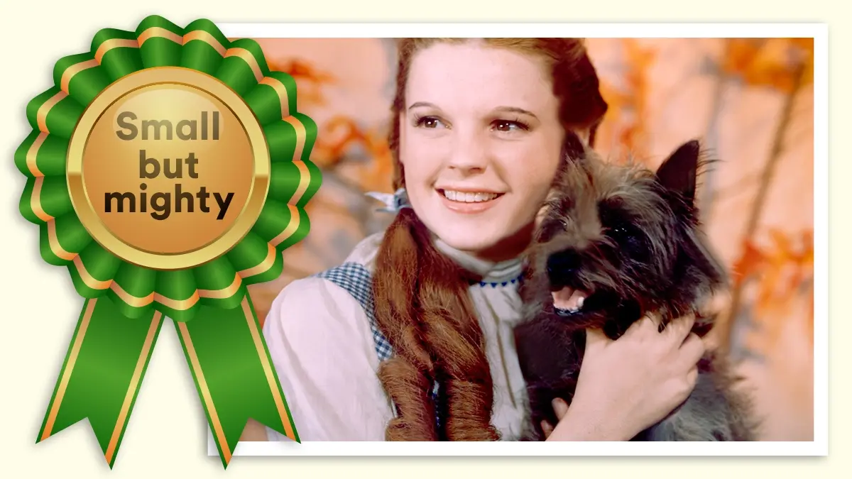 Toto: Best in Show for small but mighty.