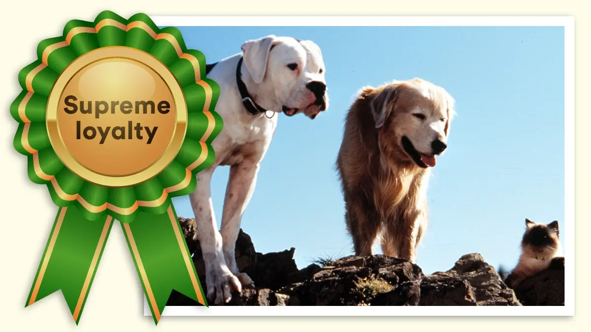 Shadow: Best in Show for supreme loyalty.