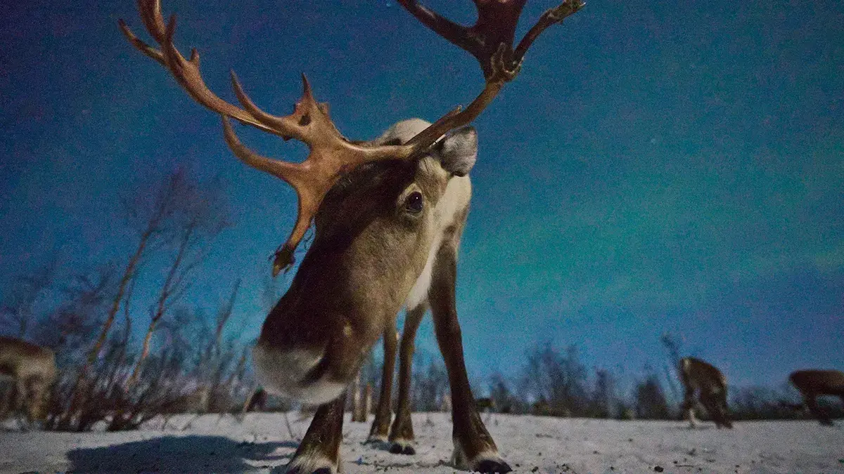 The Nature Of Christmas is available on Virgin TV Ultra HD this month.