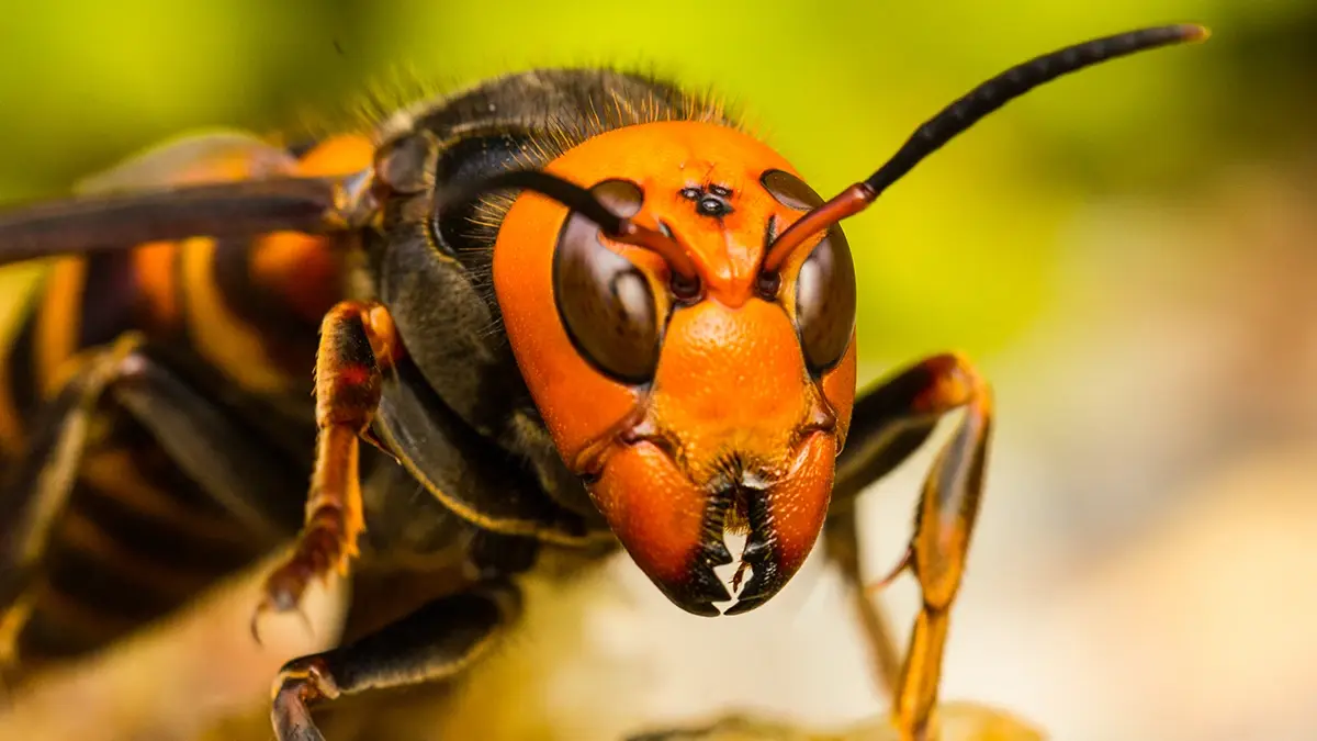 Watch Killer Hornets on Wednesday 20 August on Virgin TV Ultra HD (CH 175/999).