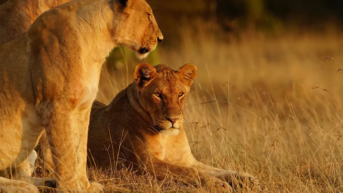 Mother Nature, on Virgin TV Ultra HD this month.