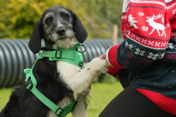 The Dog House At Christmas 2025, plus what else to watch on TV this week.