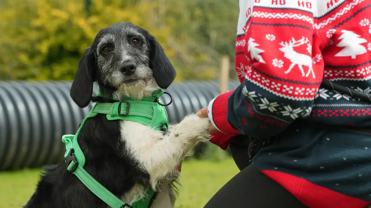 The Dog House At Christmas 2025, plus what else to watch on TV this week.