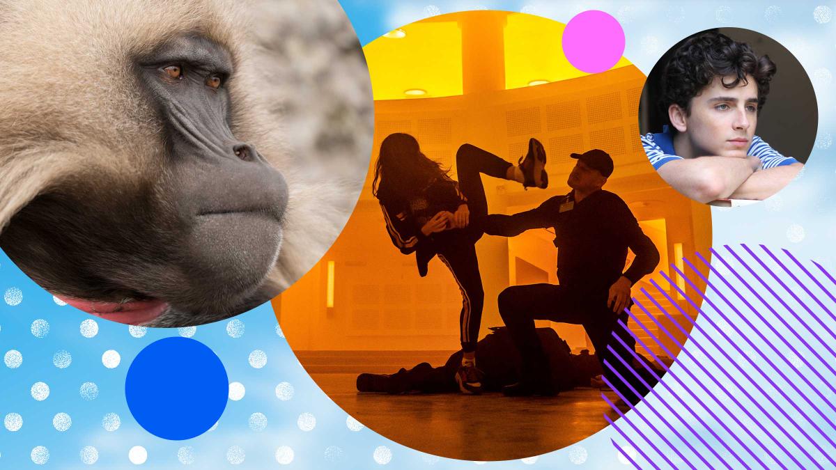 King Of The Mountain Baboons, Hanna and Call Me By Your Name – watch these and more in UHD on Virgin TV Ultra HD in July.
