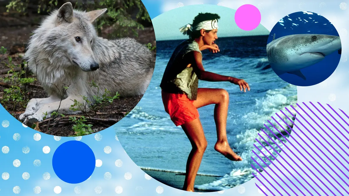 Wolf Vs Bear, The Karate Kid and Oceanic Whitetip: The Shipwreck Shark, plus what else to watch on the Virgin TV Ultra HD channel (CH 175/999) this August.