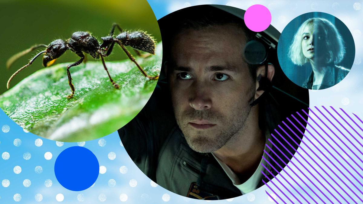 Fabulous Insects, Dirty John, Hanna and more superb titles coming to the Virgin TV Ultra HD channel this November.